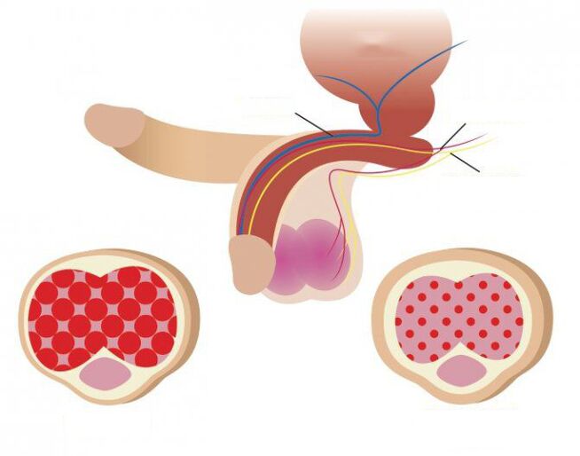 estructura del pene